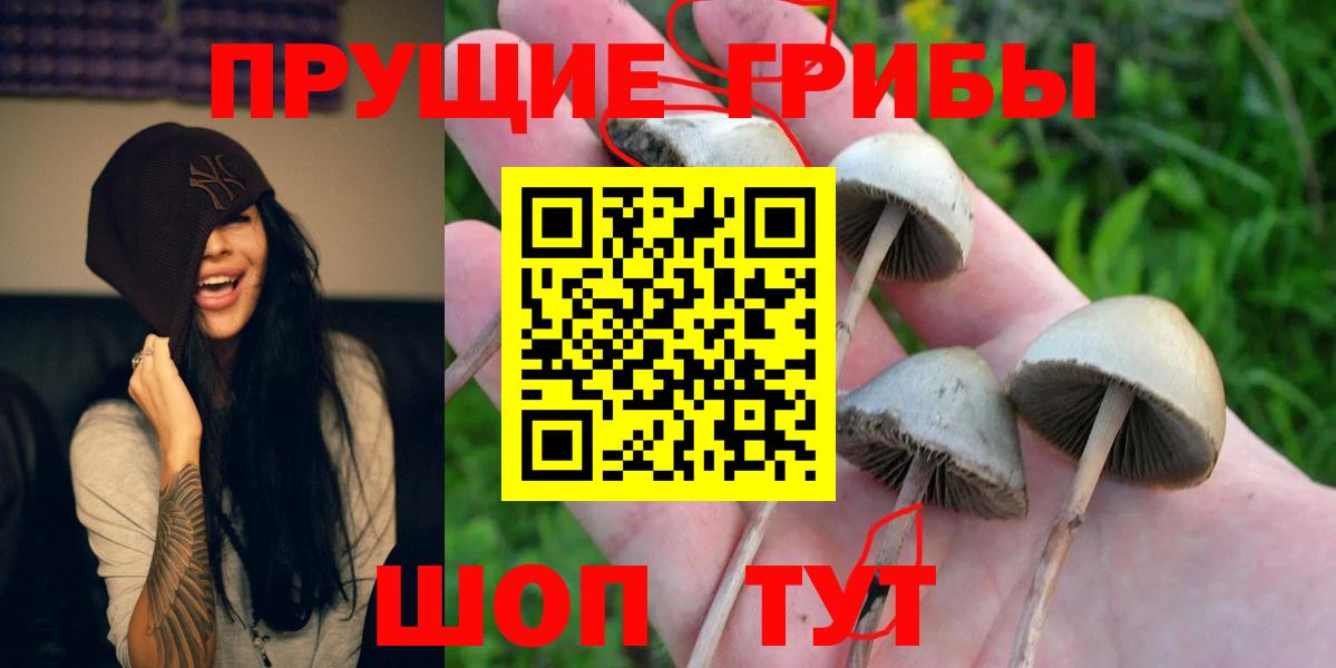 Псилоцибиновые грибы GOLDEN TEACHER Озёрск